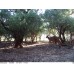 WildGuarder 4G Hunting Camera