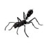 Ants