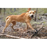 DVD 'Advanced Predator Trapping in Australia with Ted Mitchell' DVD 'Advanced Predator Trapping in Australia with Ted Mitchell'