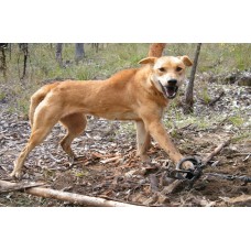DVD 'Advanced Predator Trapping in Australia with Ted Mitchell' DVD 'Advanced Predator Trapping in Australia with Ted Mitchell'