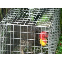 Mirror to suit Scrub Turkey Trap