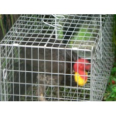 Mirror to suit Scrub Turkey Trap