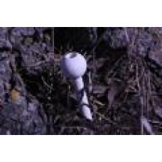 Scent Egg