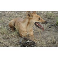DVD - Predator Trapping In Australia with Ted Mitchell